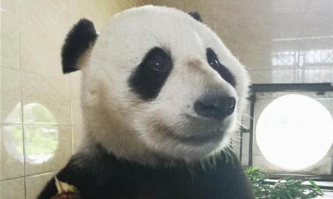 Giant pandas trained to survive in wild in base in SW China