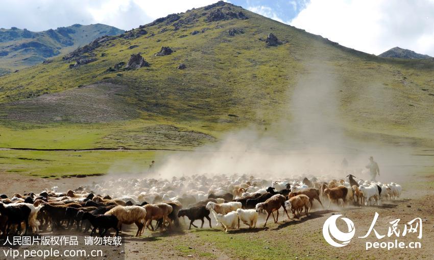 Kyrgyz herdsmen move livestock in preparation for change of season