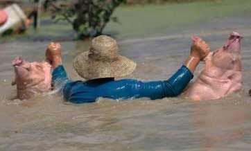 Flood-affected Anhui, Jiangxi on alert to prevent drowned livestock, poultry from entering the market