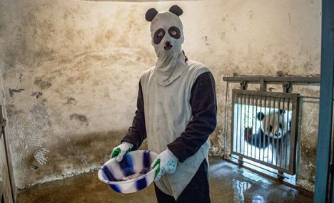 National Geographic photographers don hilarious panda costumes to document wildlife 'training'