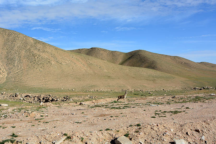 Unpopulated Altyn Mountains nature reserve: paradise for plants and wild animals