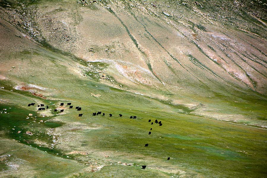 Unpopulated Altyn Mountains nature reserve: paradise for plants and wild animals