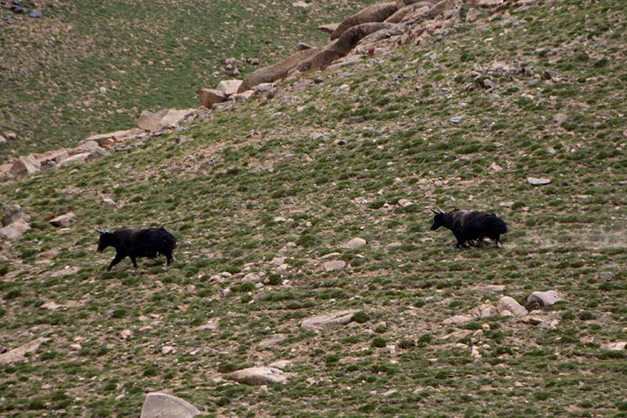 Unpopulated Altyn Mountains nature reserve: paradise for plants and wild animals