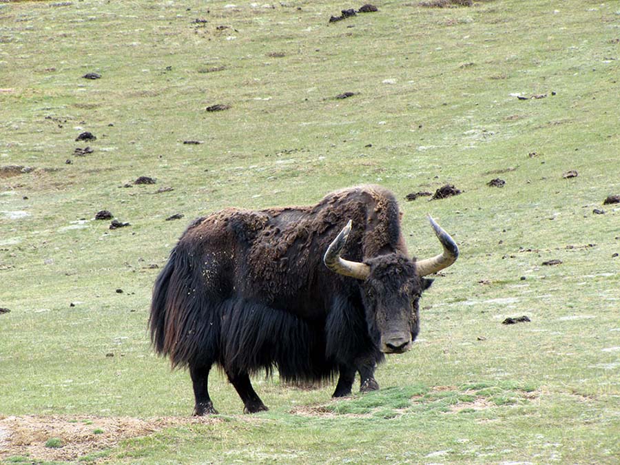 Unpopulated Altyn Mountains nature reserve: paradise for plants and wild animals