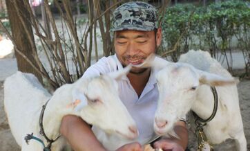 Puxian County investigates problematic implementation of 'goat-selling deadline'