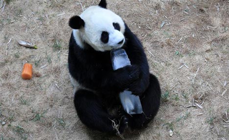 How do animals cool off in the scorching heat?