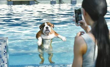 Pool for dogs opened in SW China