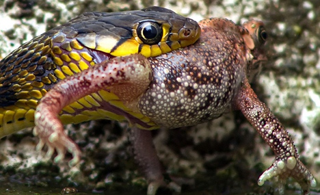 In pics: Indian frog swallowed by snake