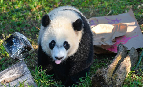 Giant panda Beibei celebrates 1st birthday in Washington