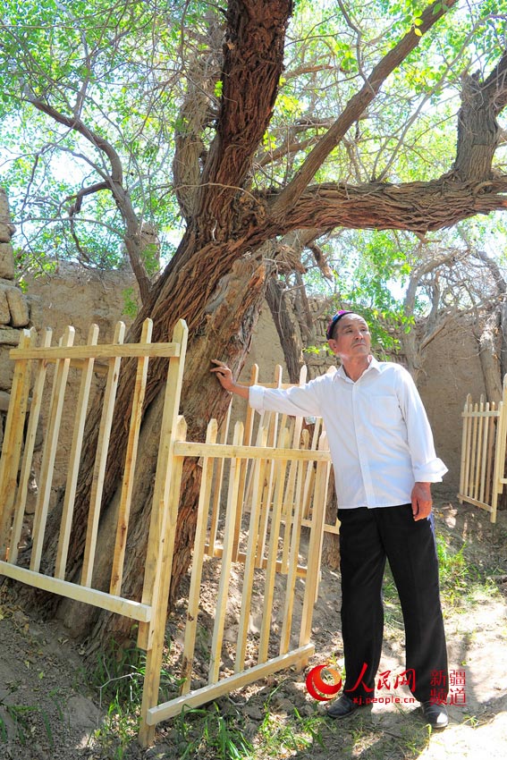 Century-old jujubee tree harvest in Xinjiang