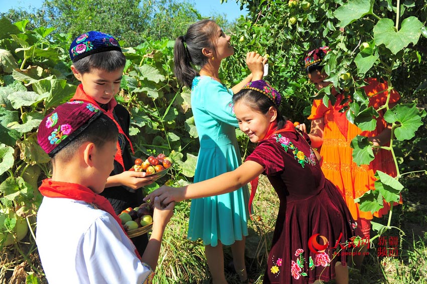 Century-old jujubee tree harvest in Xinjiang