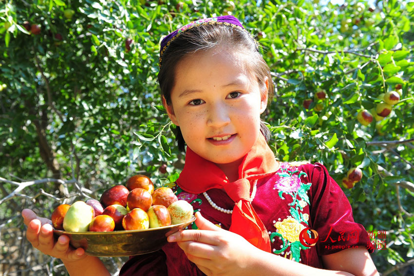 Century-old jujubee tree harvest in Xinjiang