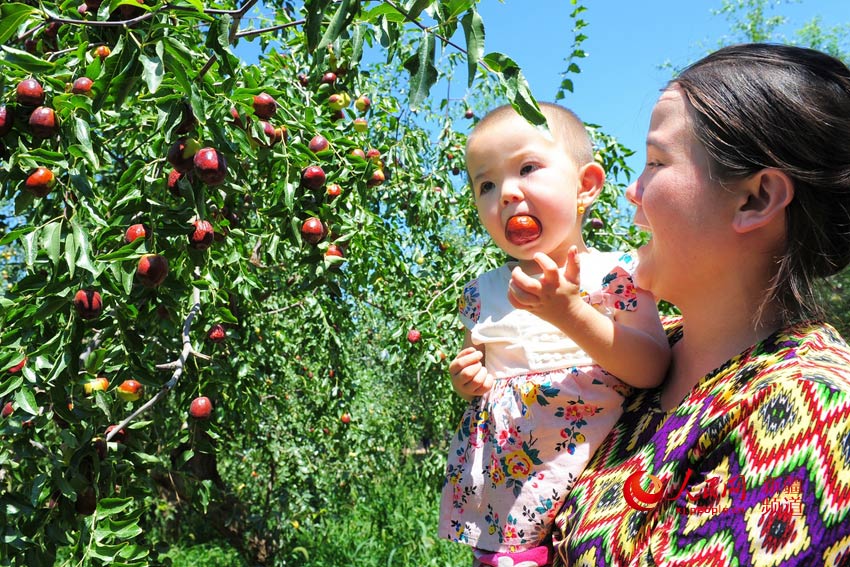 Century-old jujubee tree harvest in Xinjiang