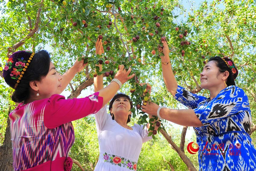 Century-old jujubee tree harvest in Xinjiang