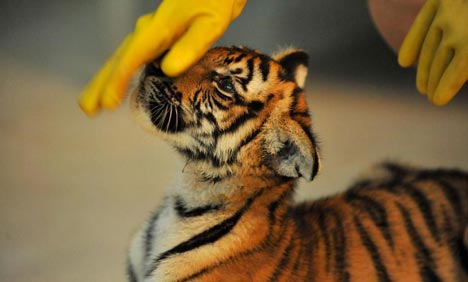 Newly born twin cubs of South China tiger seen in Nanchang Zoo