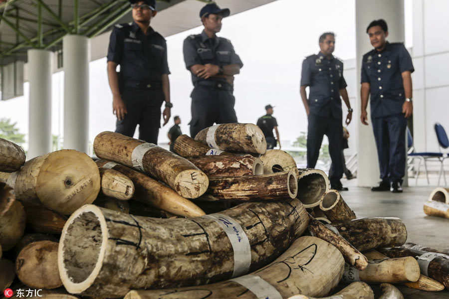 Over 2 million euros of elephant tusks confiscated in Malaysia
