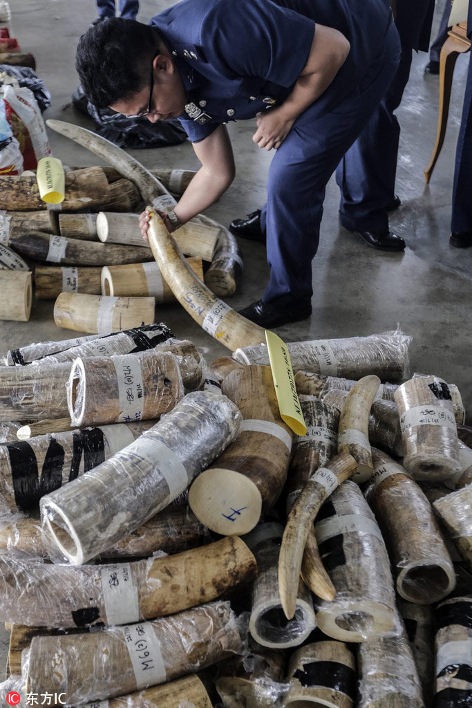 Over 2 million euros of elephant tusks confiscated in Malaysia