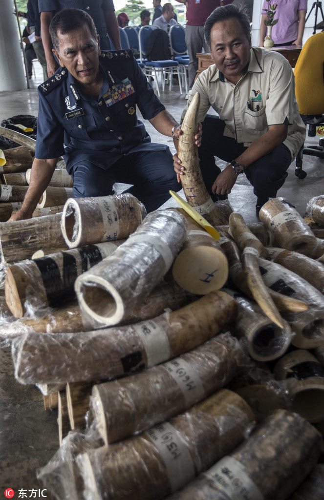 Over 2 million euros of elephant tusks confiscated in Malaysia