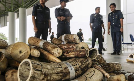 Over 2 million euros of elephant tusks confiscated in Malaysia
