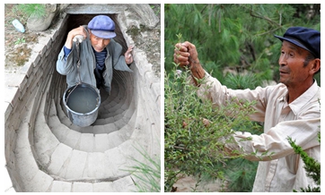 Pic story: Twin brothers' plantation improves ecology in NW China