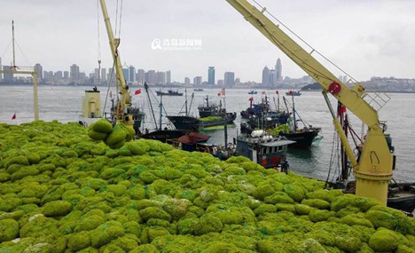 People clear 7 tons of sea weed in east China