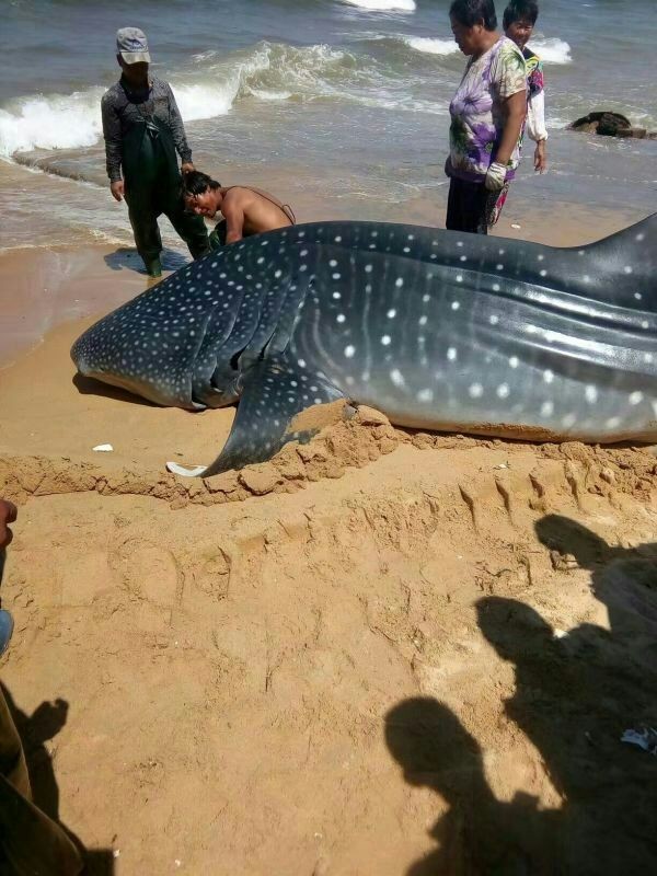 Whale shark found dead in coastal waters of Shandong