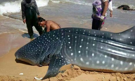 Whale shark found dead in coastal waters of Shandong