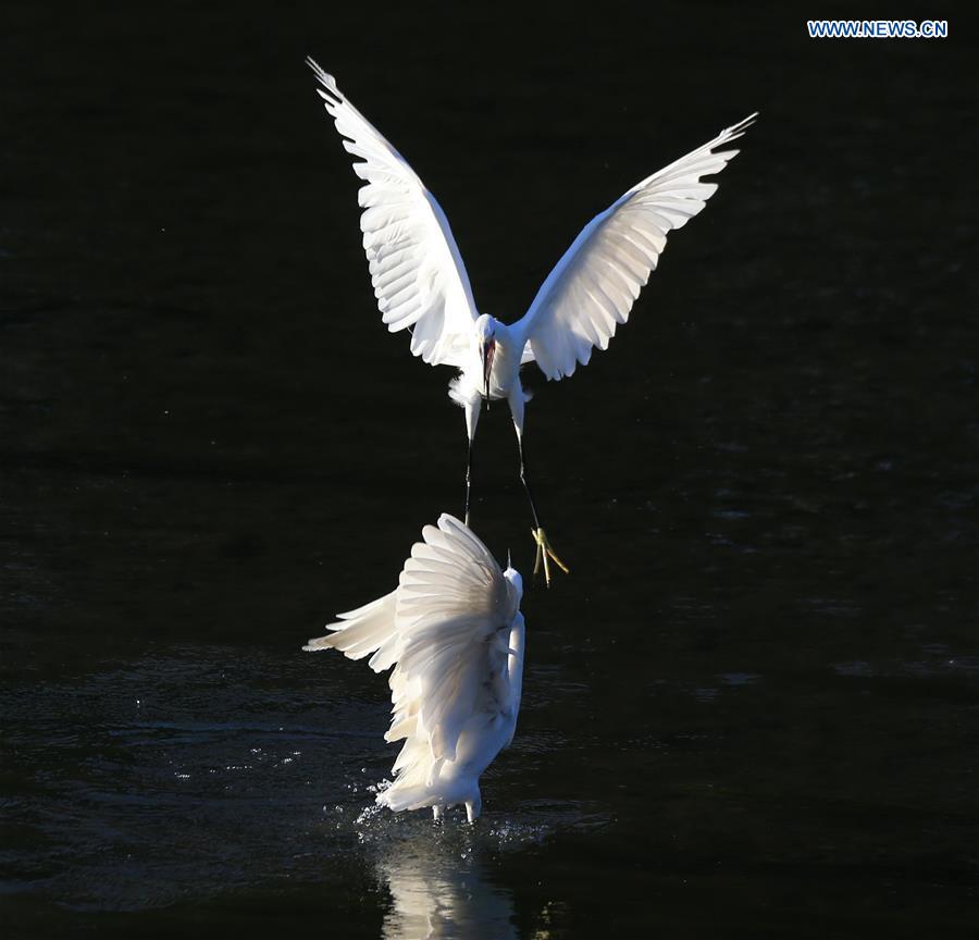 In pics: Egrets rest on Qinghe River in Beijing