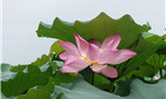 Lotus flowers bloom in G20 welcome