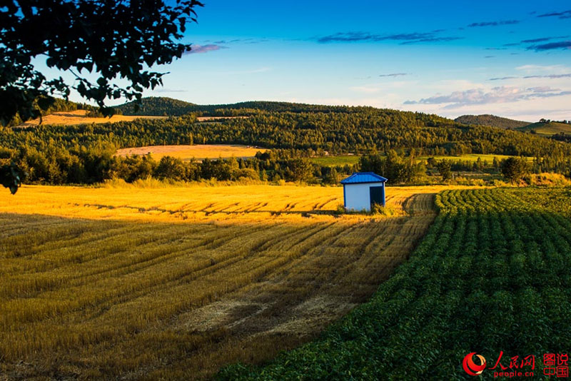 Harvest time in northeastern China