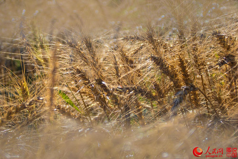 Harvest time in northeastern China