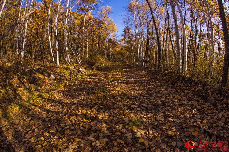 Breathtaking autumn scenery of Greater Khingan 