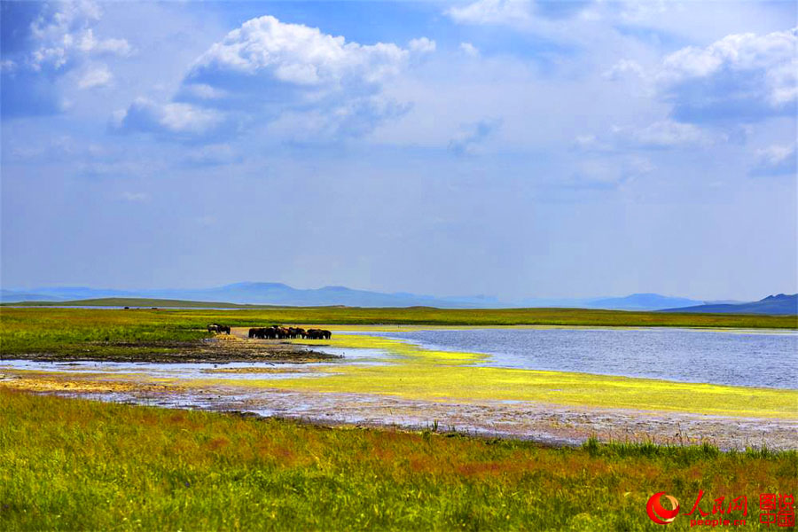 Summertime beauty of Hulun Buir grassland