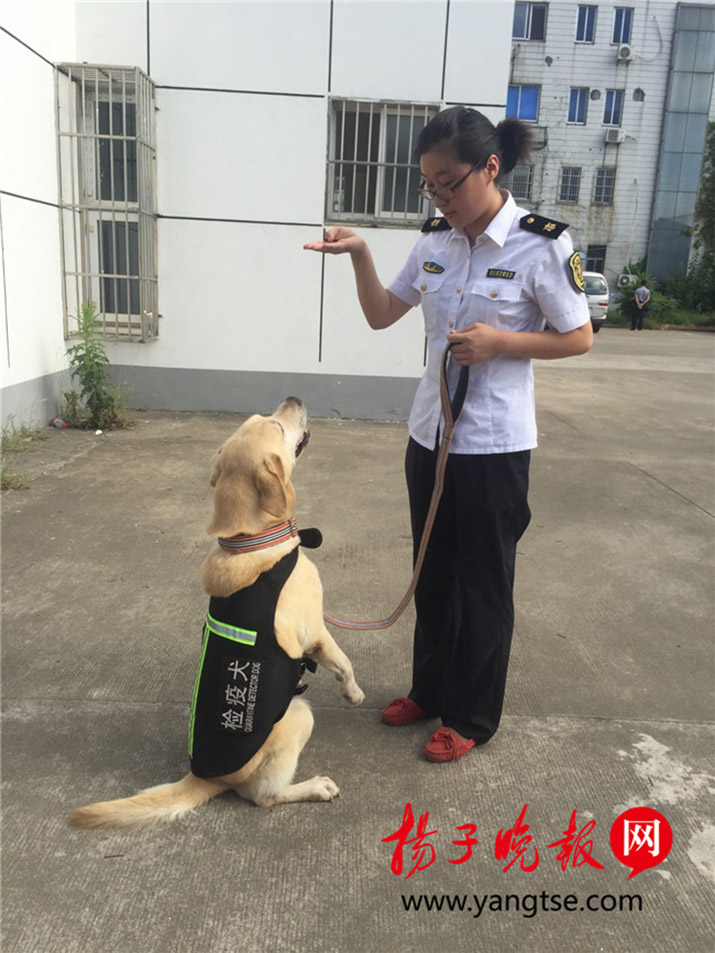 Quarantine dog retires from Nanjing Airport, adopted by citizen