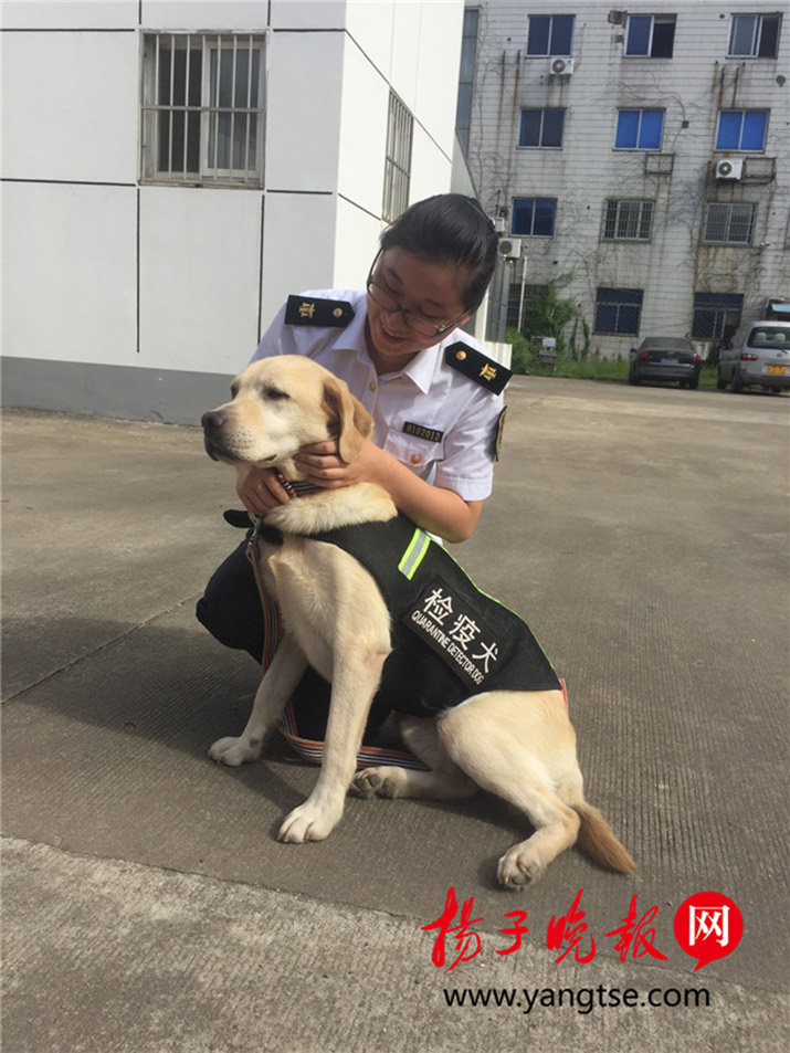 Quarantine dog retires from Nanjing Airport, adopted by citizen