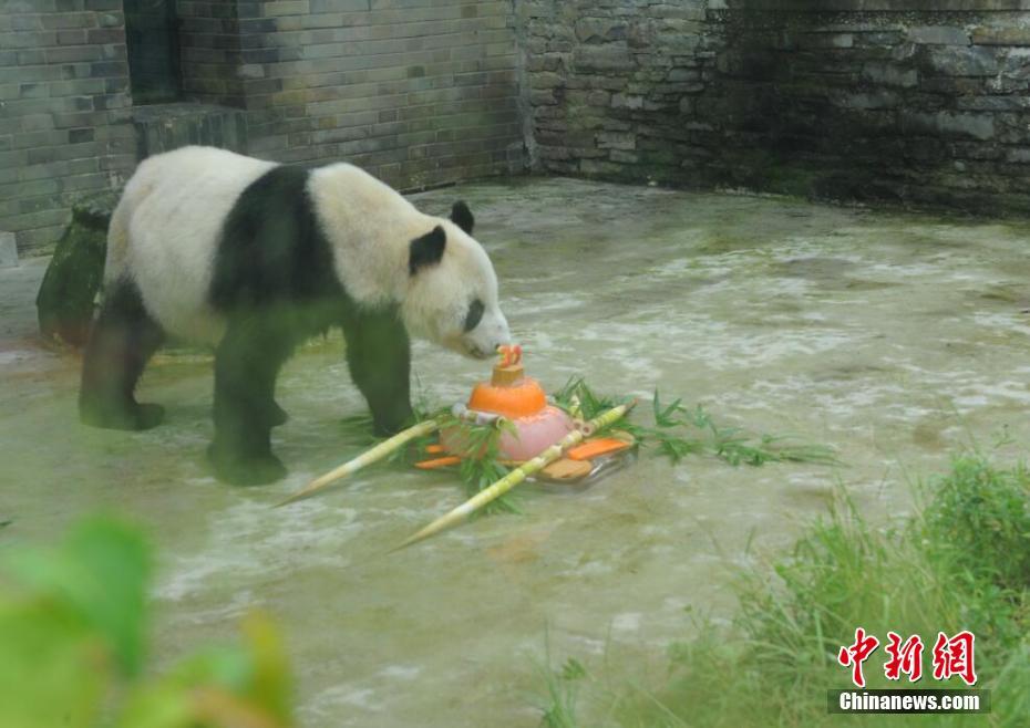 Giant panda 'Panpan' turns 31