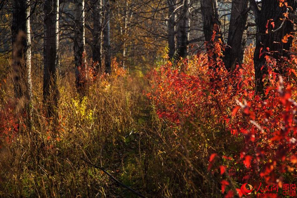 Magnificent autumn scenery of Huma River in northeast China