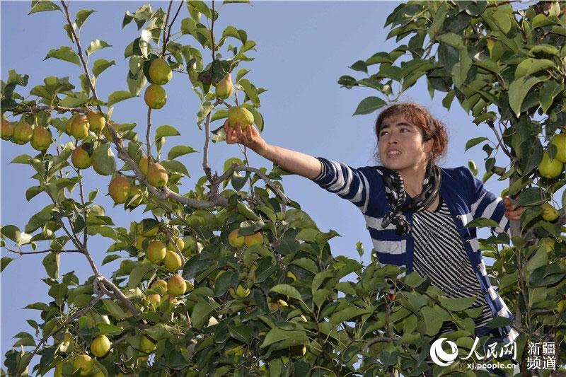 Xinjiang pear harvest