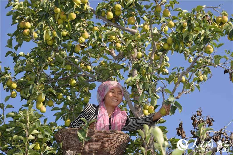 Xinjiang pear harvest