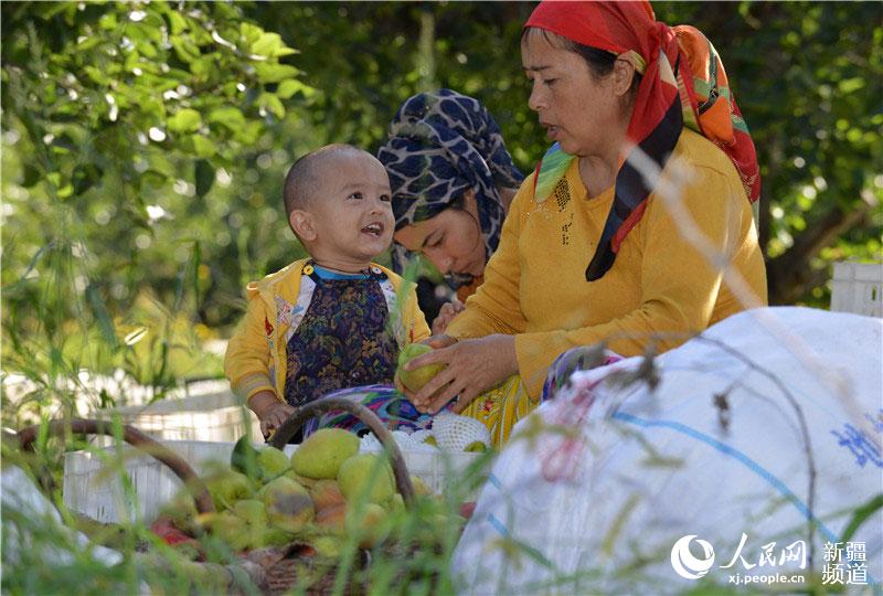 Xinjiang pear harvest