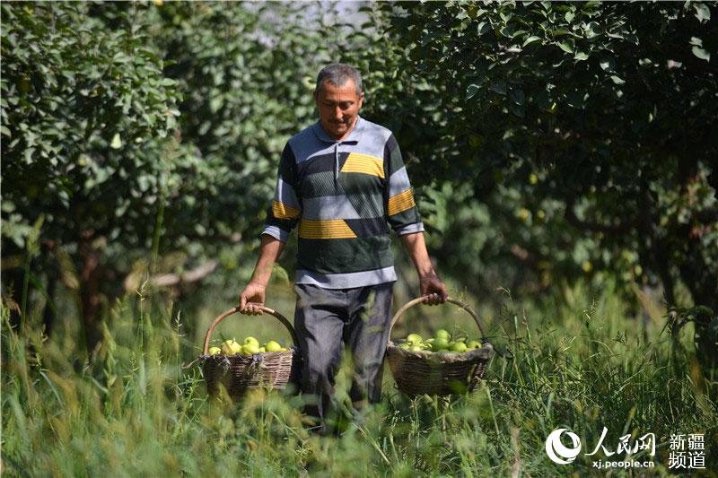 Xinjiang pear harvest