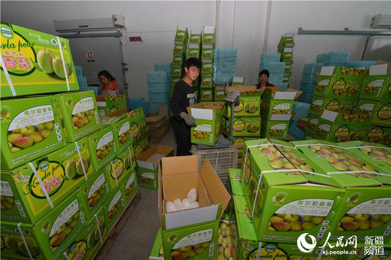 Xinjiang pear harvest