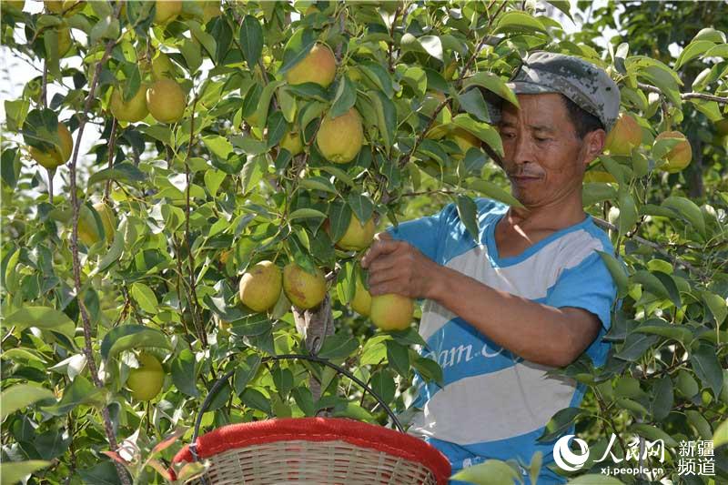 Xinjiang pear harvest