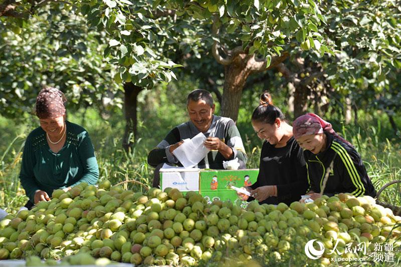 Xinjiang pear harvest