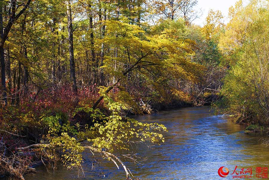 Beautiful autumn foliage around Greater Khingan Mountains