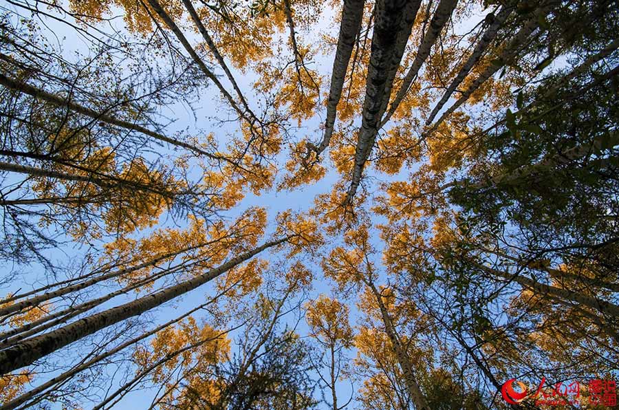 Beautiful autumn foliage around Greater Khingan Mountains