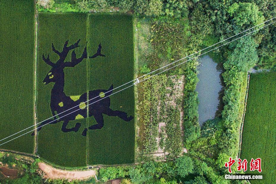 Creative images landscaped into paddy fields