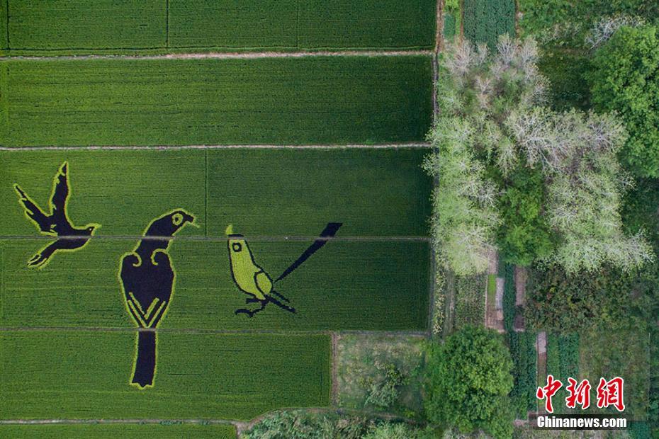 Creative images landscaped into paddy fields