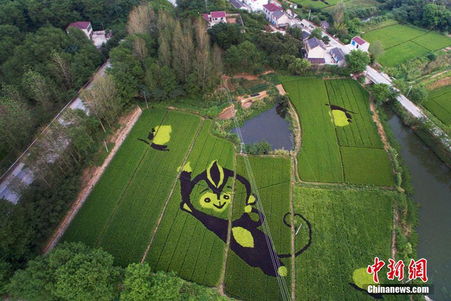 Creative images landscaped into paddy fields