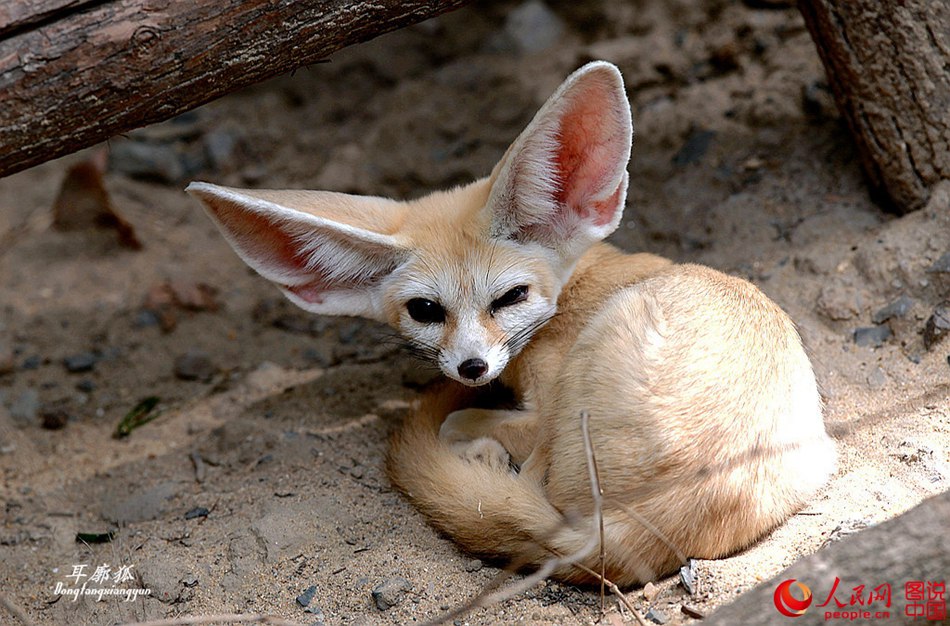 Adorable fennec fox